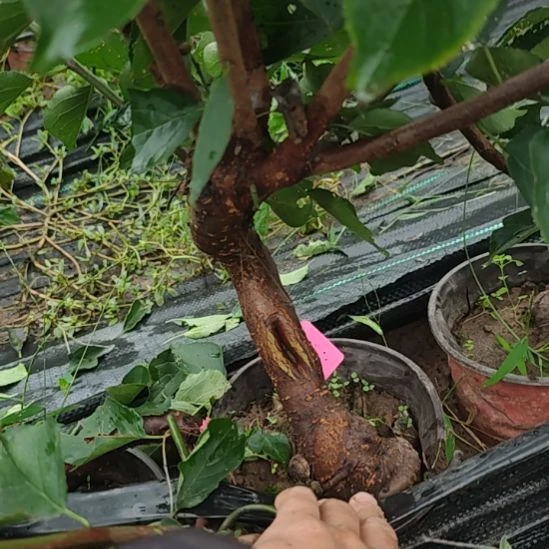 周***子无花朵梅花盆景精品造型