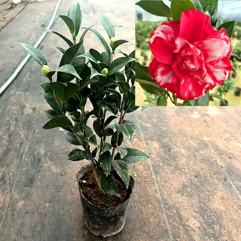 花迪斯茶花盆栽 复色茶花树苗 秋冬季节带花苞 耐寒花卉 四季绿植
