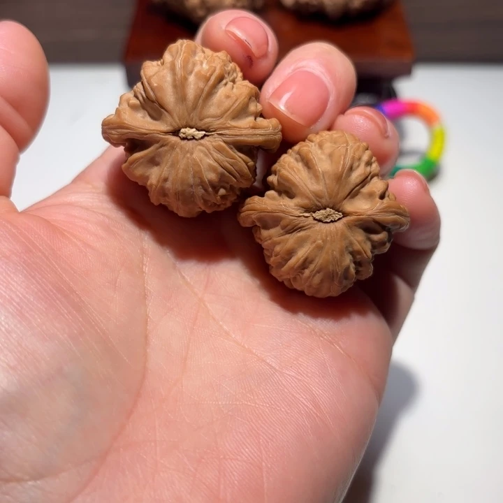 南****核桃34尺寸白狮子