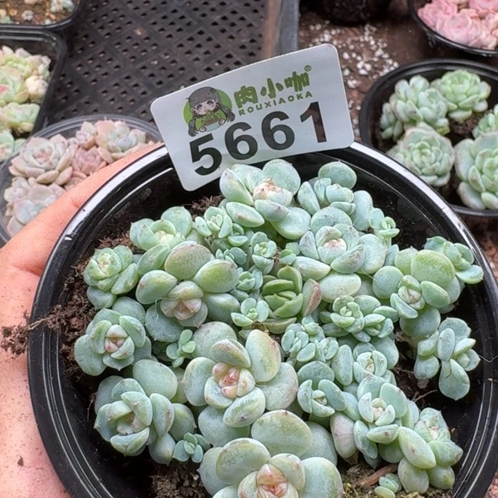 多肉植物多肉植物