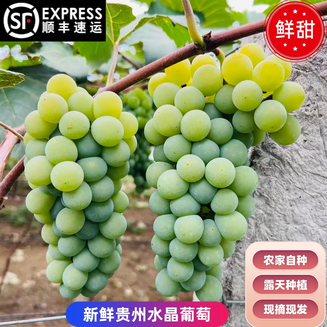 顺丰包邮贵州本土正宗老树水晶葡萄当季水果香甜多汁现摘现发