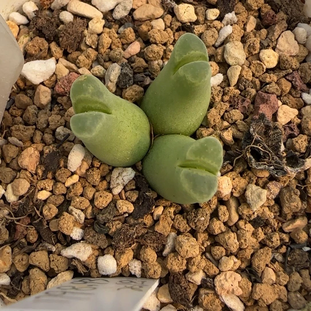 A***y10.27。.93奶瓶风铃。8001