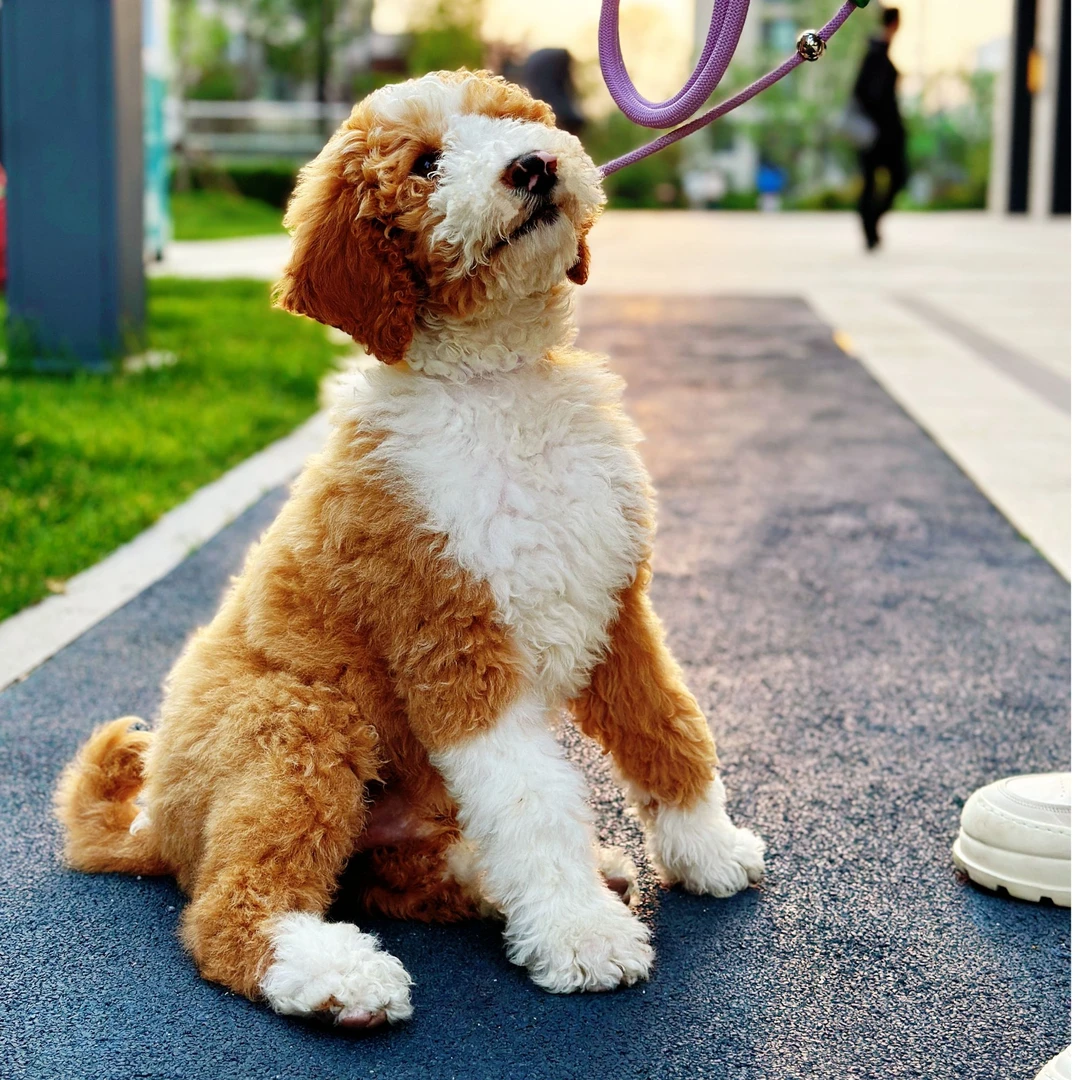 巨贵活体狗宝宝巨型贵宾犬