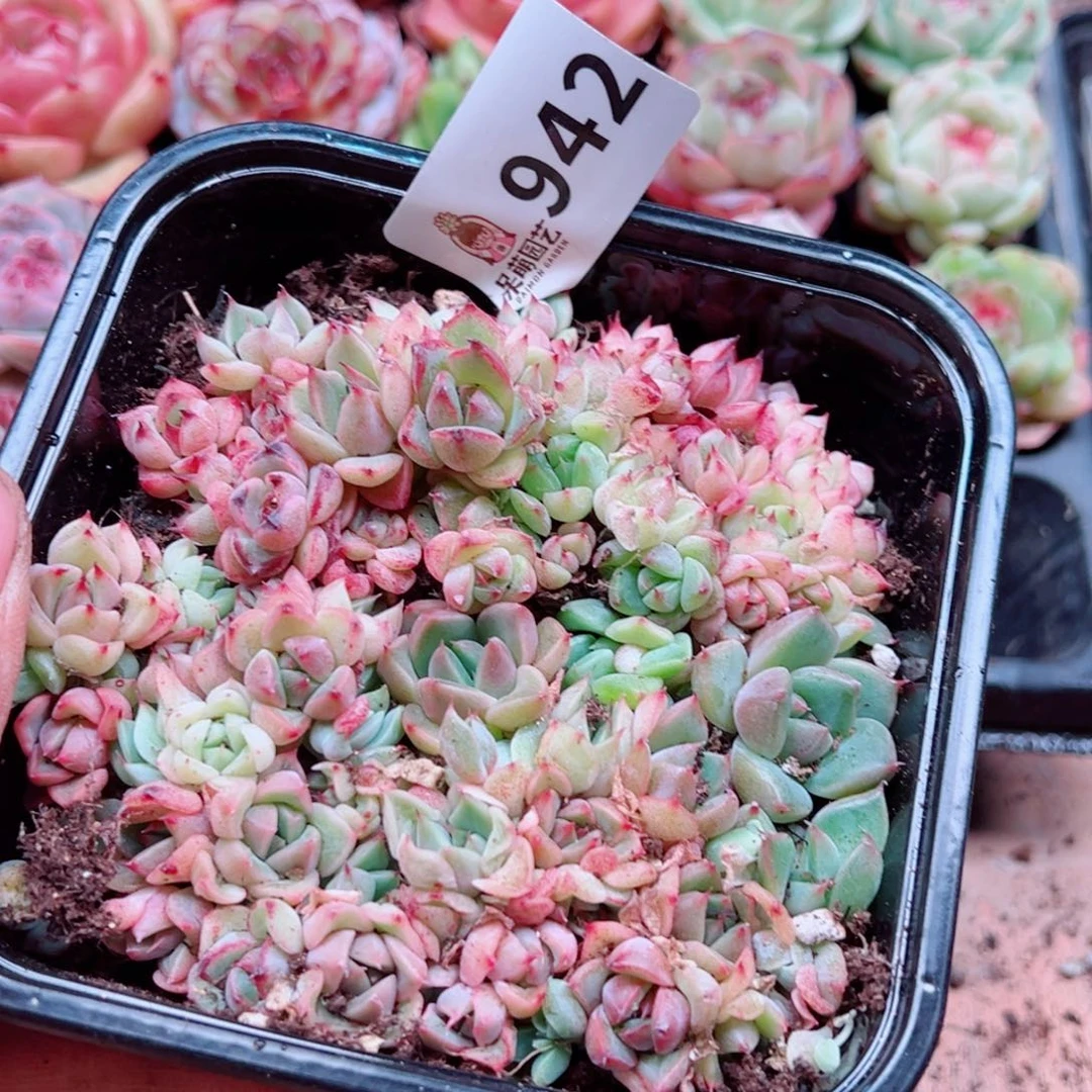 多肉植物多肉植物