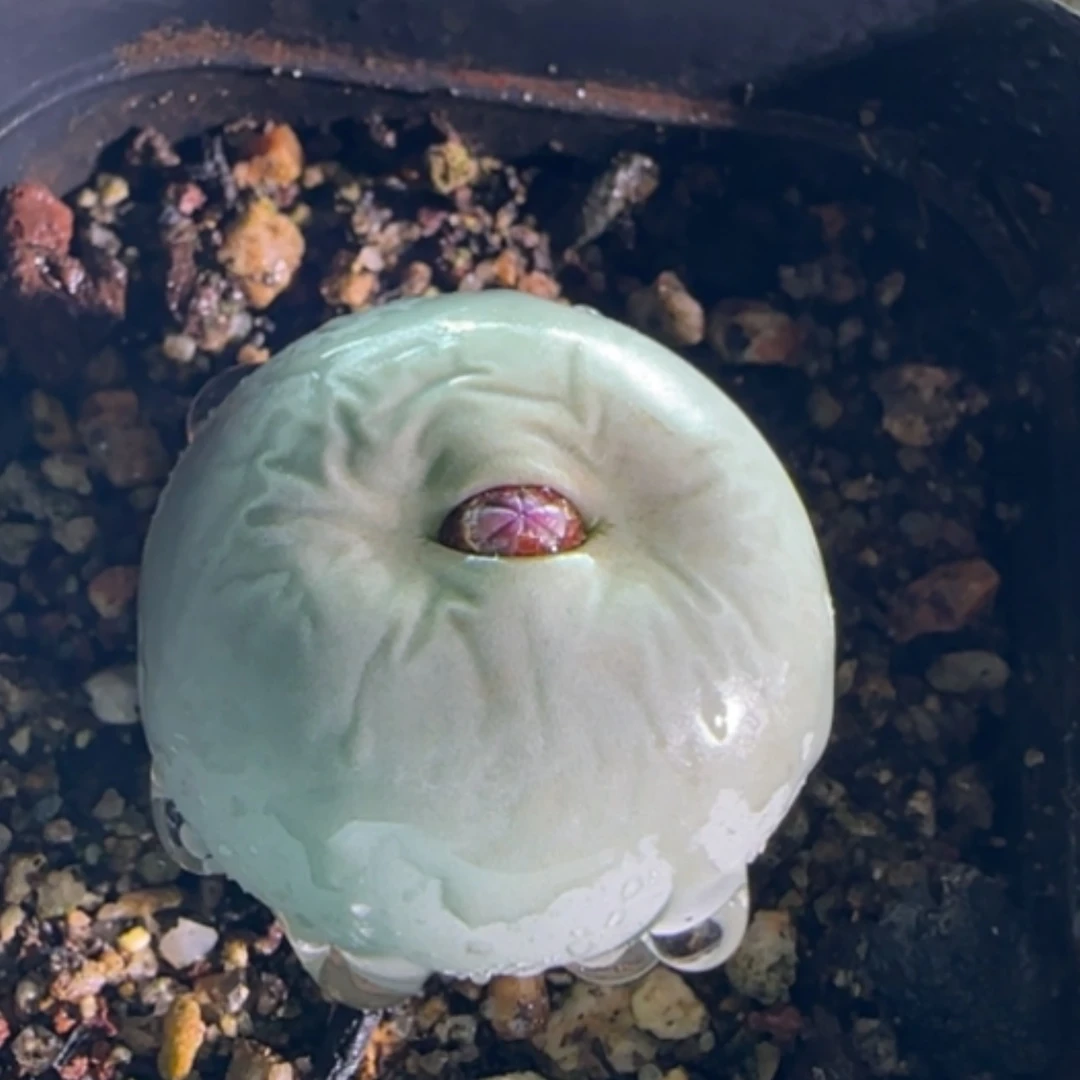 【闪购商品】0066大鸽子蛋2.8cm