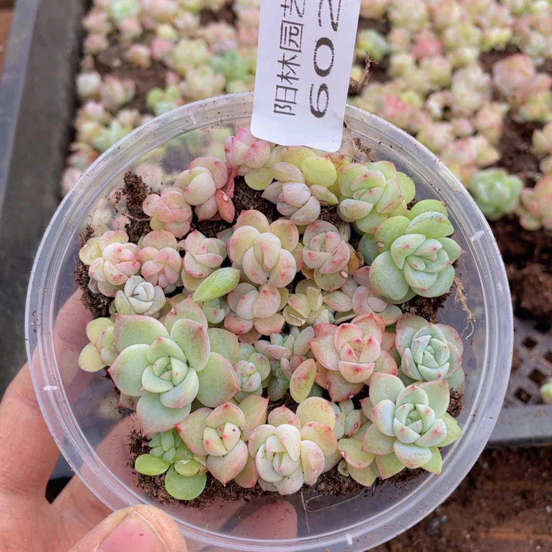 多肉植物多肉植物602