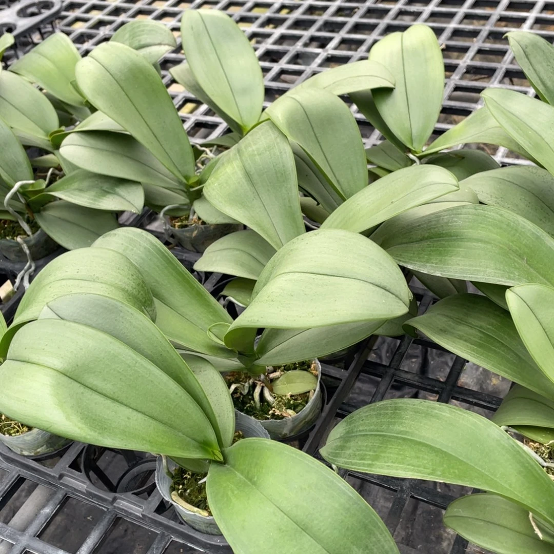 当前无花栽培后可以开花ks白玉，2.8苗