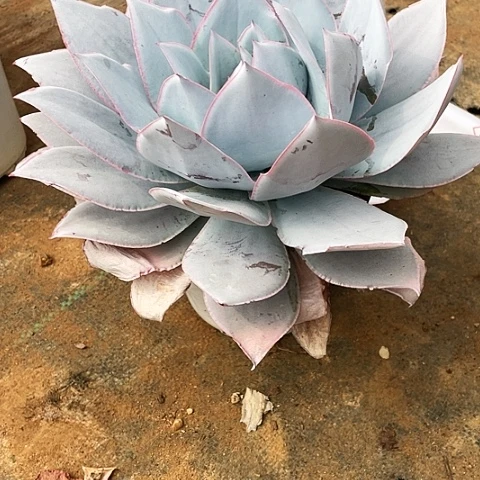 @****16 号广寒宫 1 棵