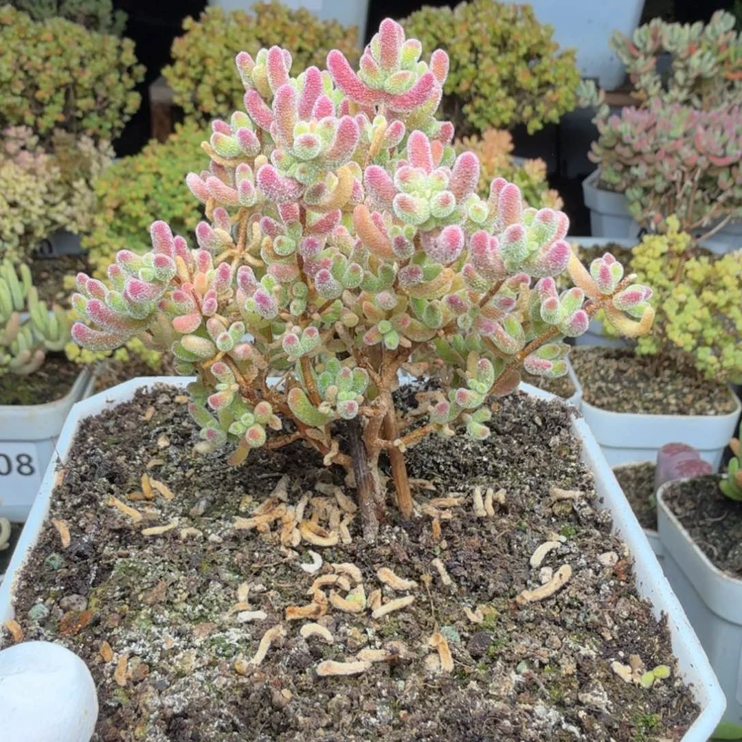 A776红冰晶枝干一物一拍