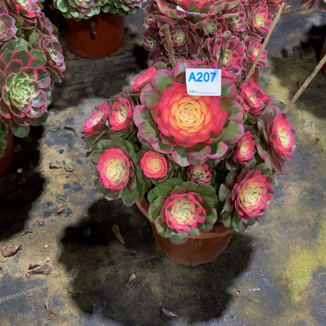 2****2多肉207荔枝8888