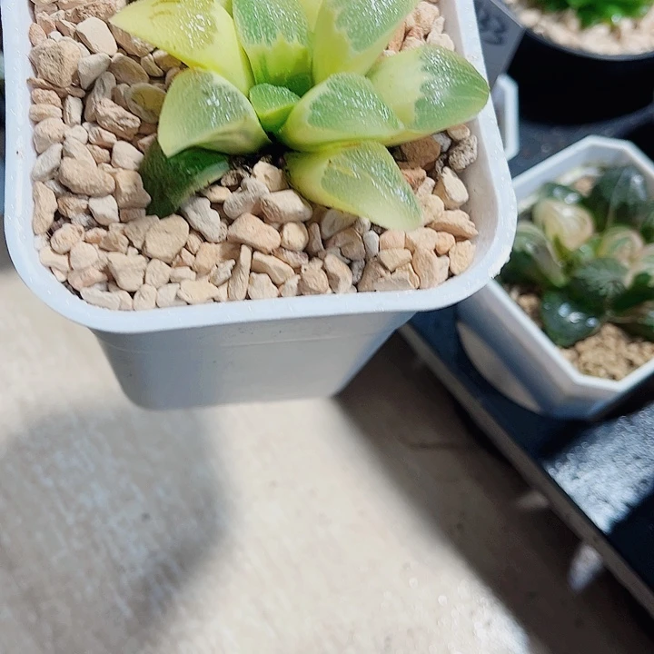 好看的哦磨面寿锦
