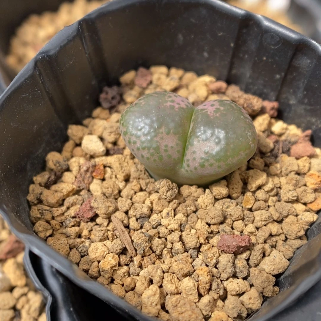 多肉植物肉锥杂交K-3589 风铃杂