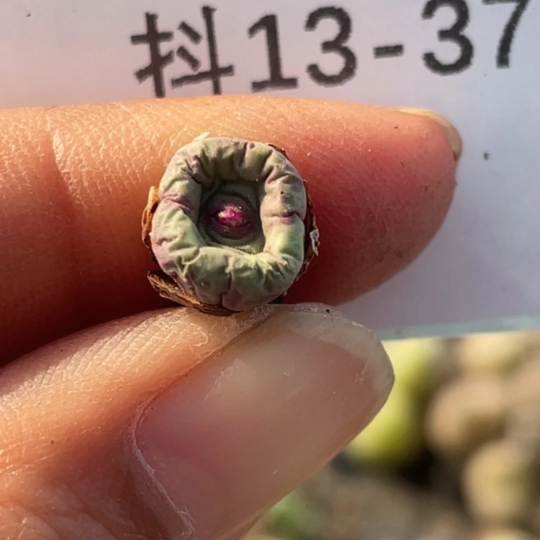 13-37嘴多肉植物肉锥