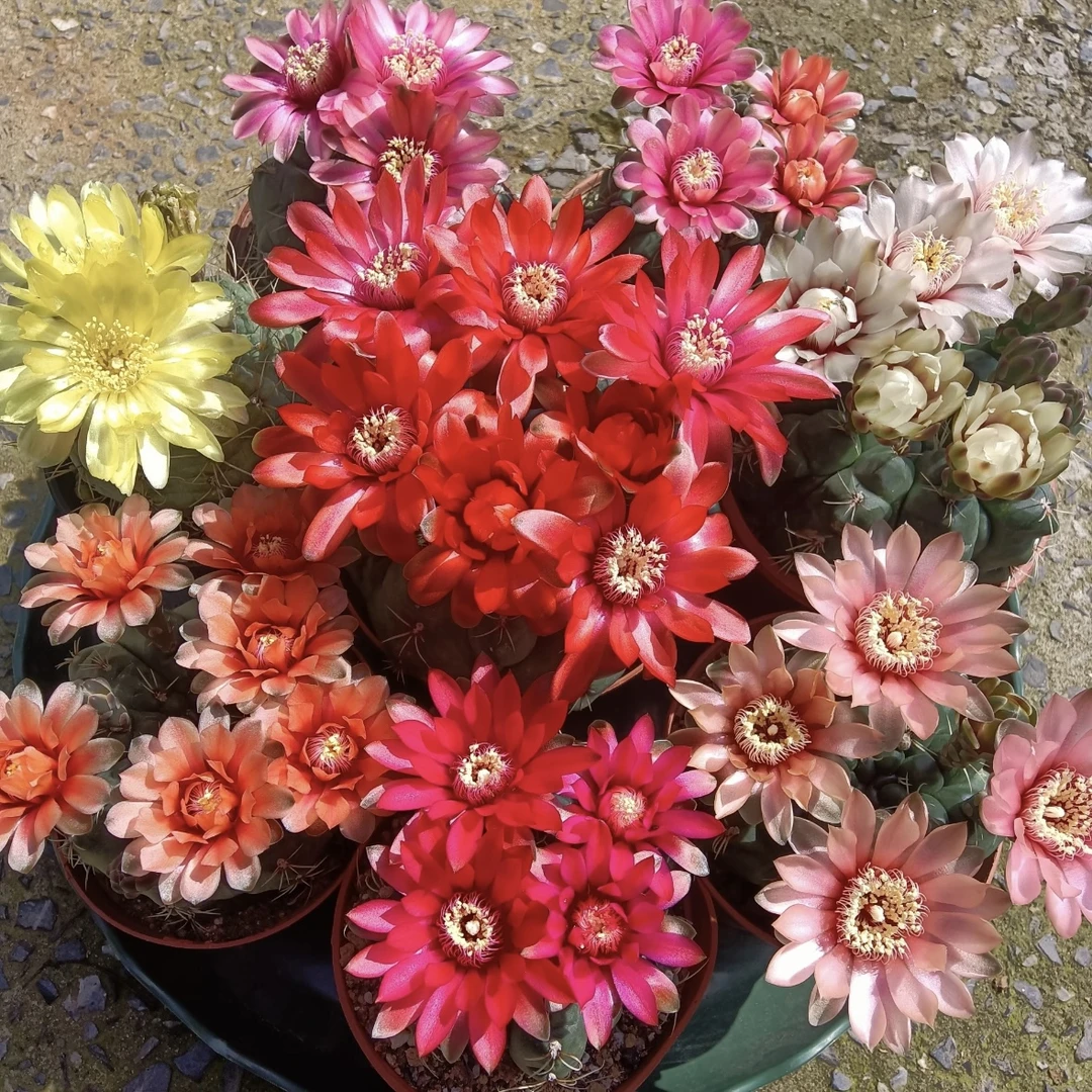 绯花玉仙人球【综合链接】漳州基地直发 新手好养 室内外办公室植物