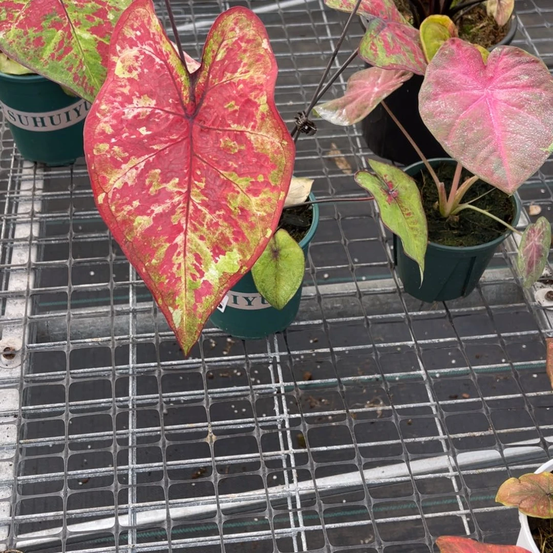 *****无花朵              020覆盆子不包售后