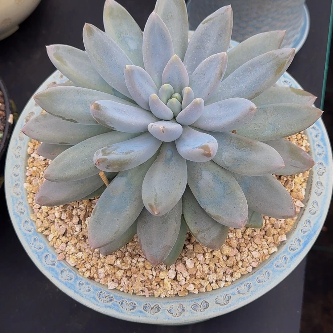 黄胖体 哥特 单头23cm