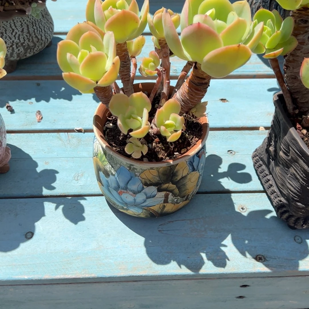 瓊***海骑兵碧桃多肉植物脱土