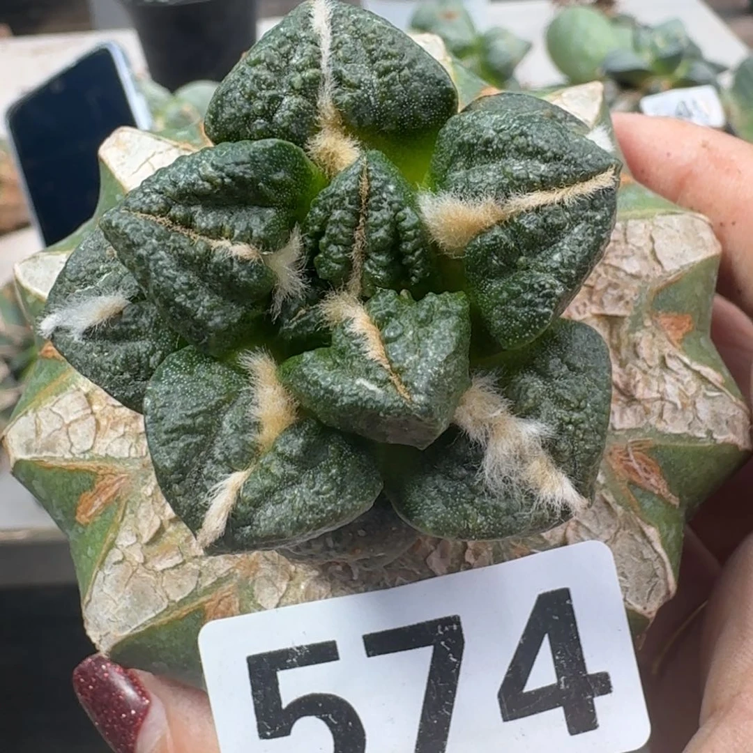【闪购商品】无花朵浮*?龟甲574