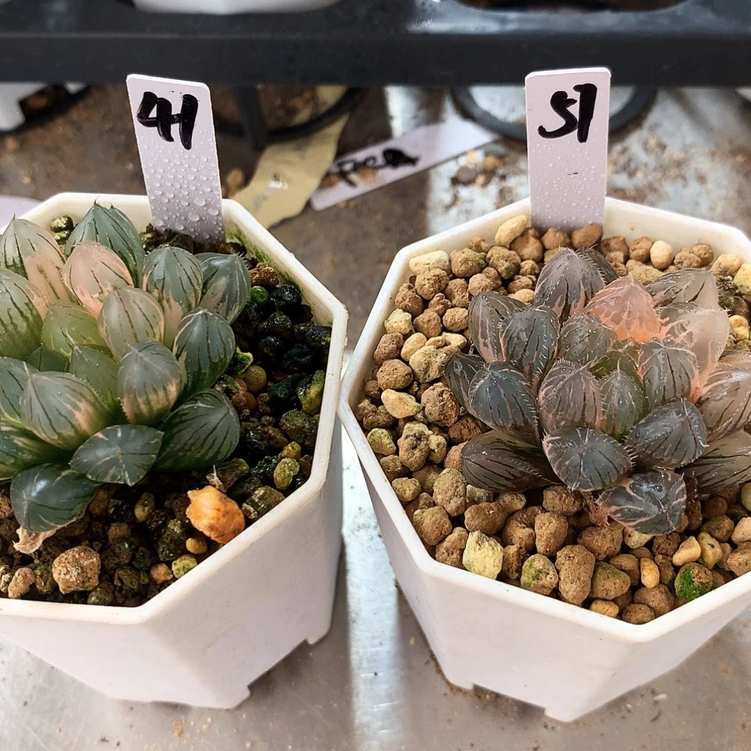 一物一拍，带盆带土，