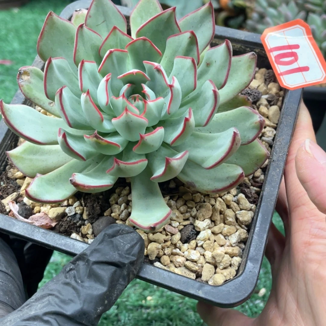 101一起过一拍一拍