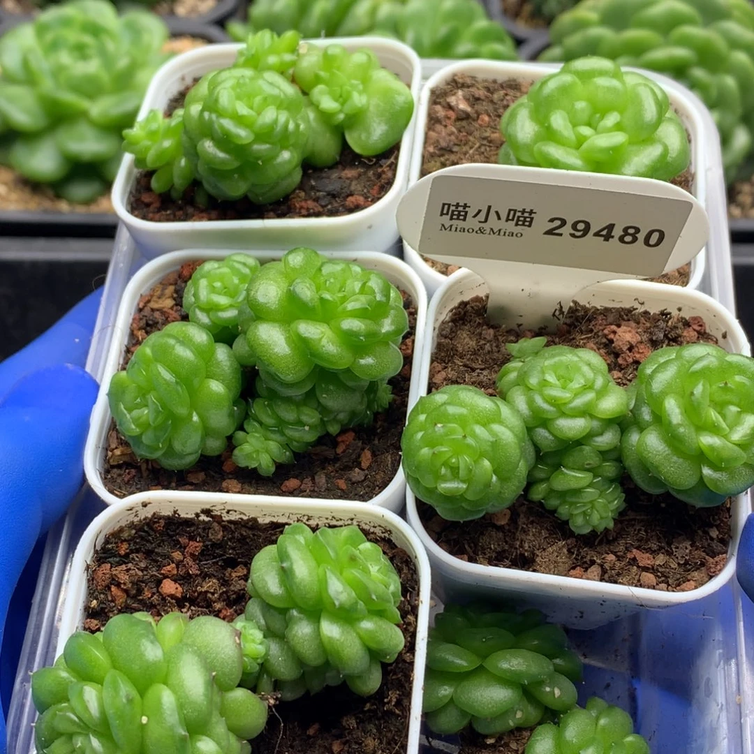 多肉植物杂交珍妮