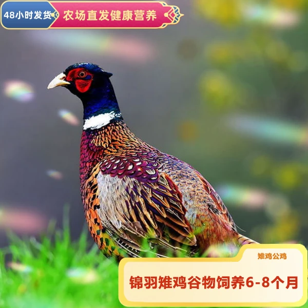 锦羽公鸡【七彩山鸡】6-8个月自然谷物饲养 ±生态散养，一只装3斤重