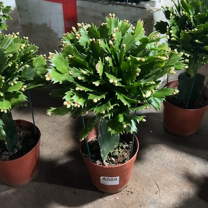 完全开放589嫁接白色