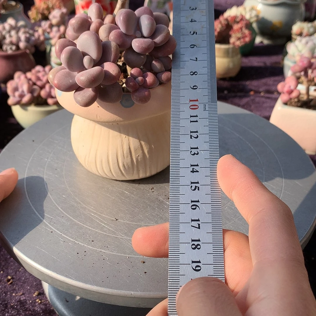 2号带盆偏远地区不包邮的