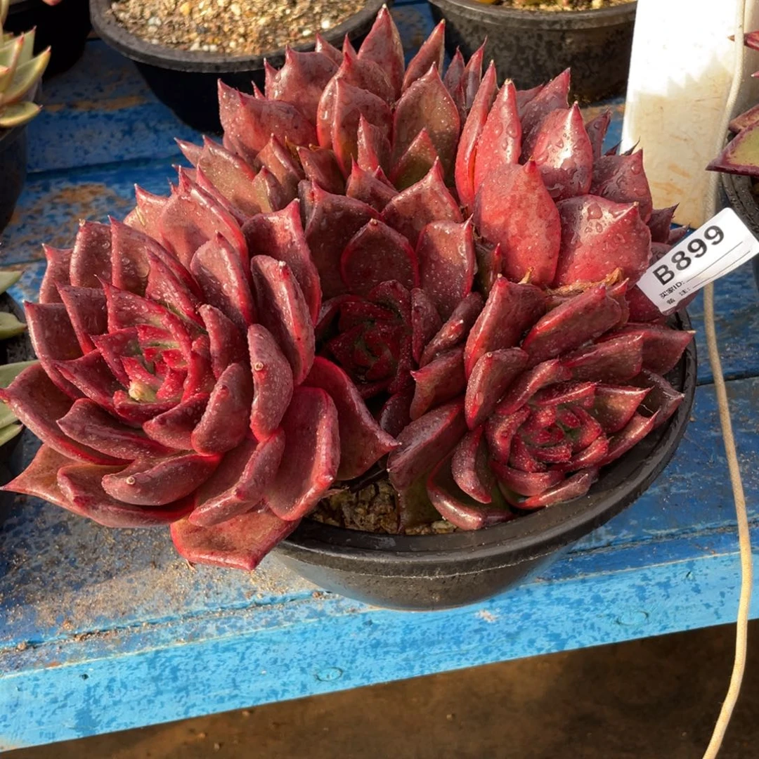 无花朵若如东云组拍B899