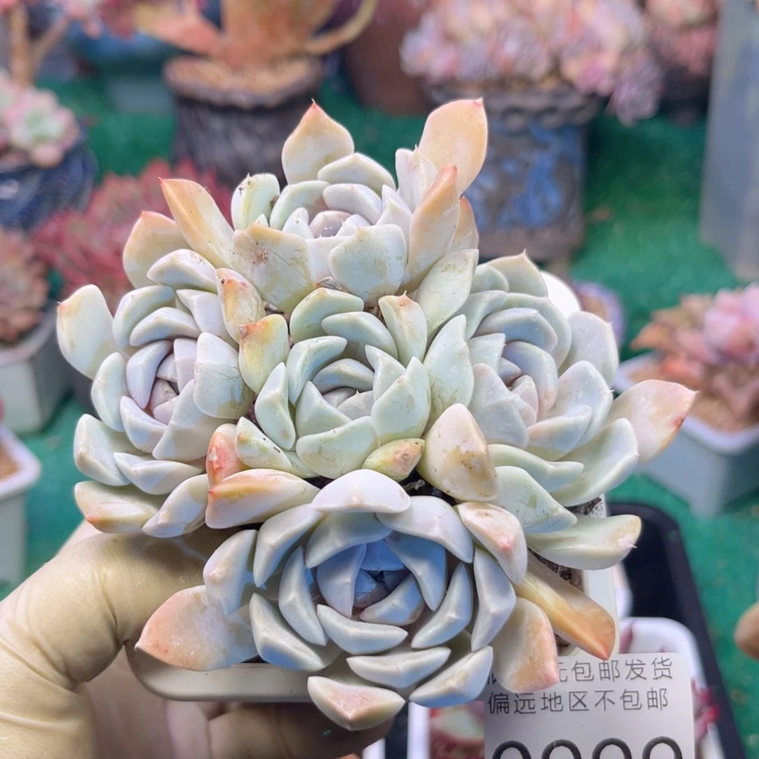 大0999，n x h x jvj h n b j