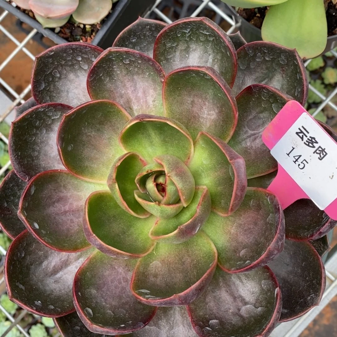 L145红灯直播福利