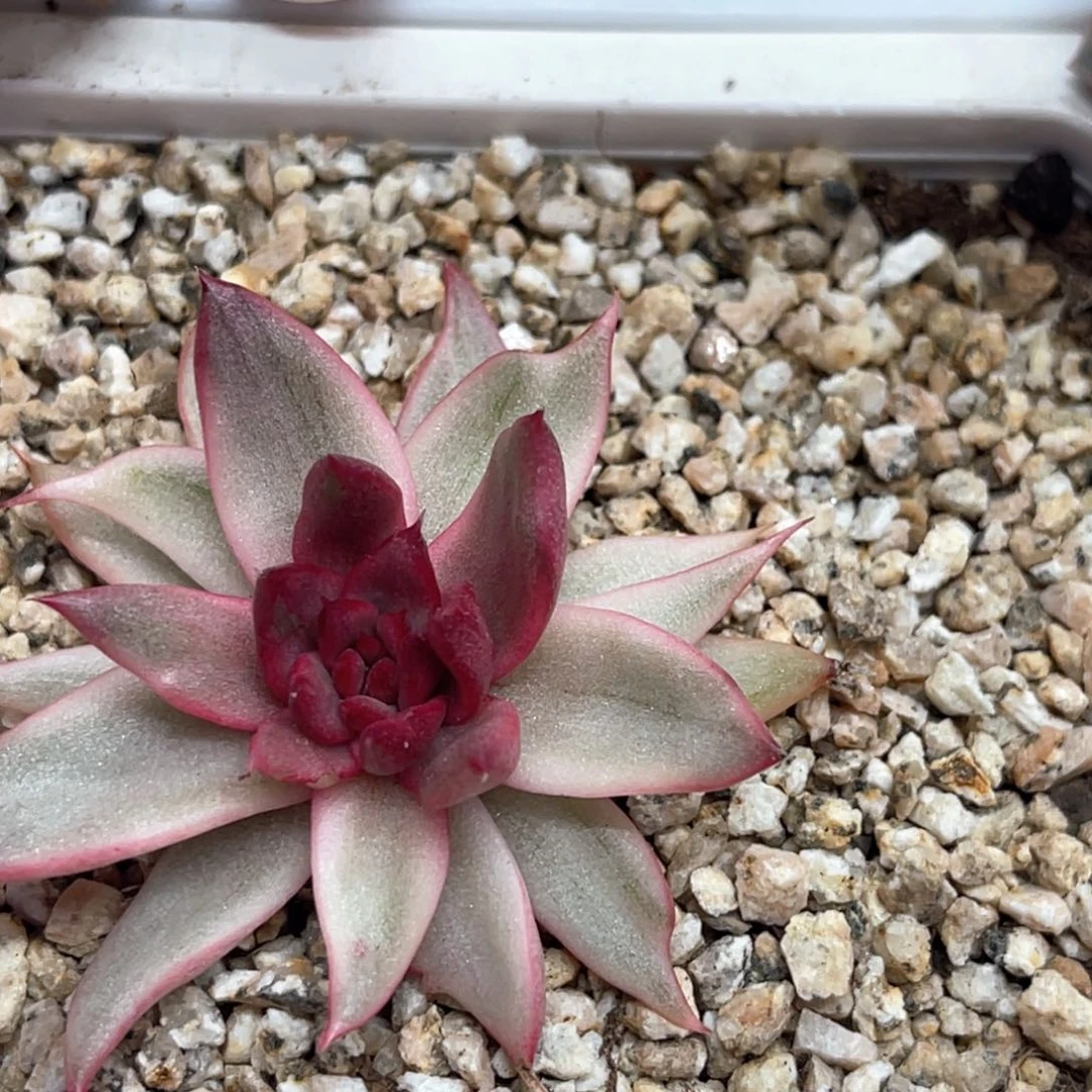 ℡****?多肉特价黑玫瑰锦6963