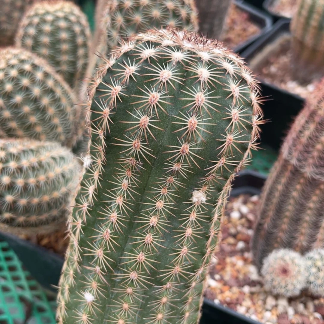 鹿角柱实生仙人球紫红玉三光