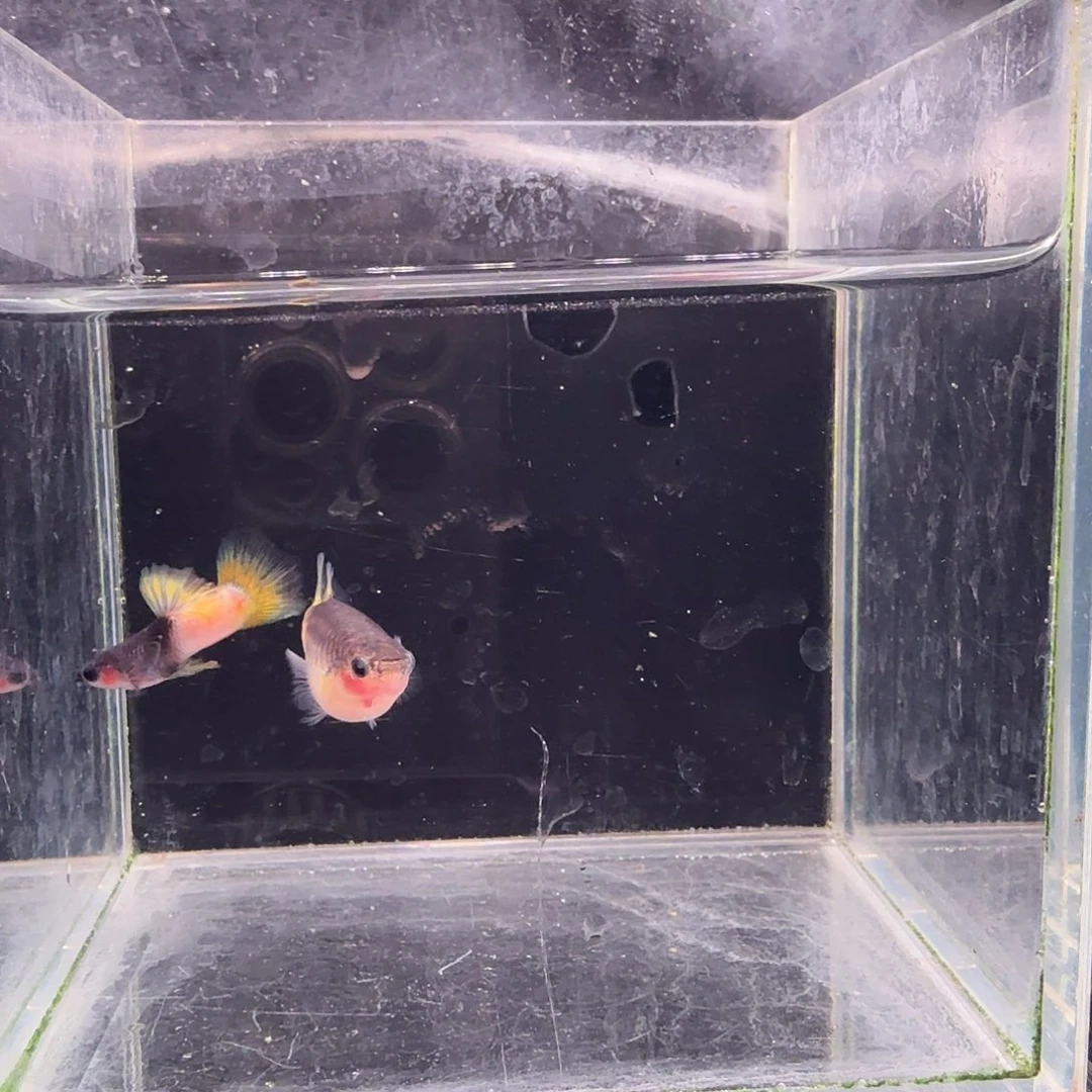 孔雀鱼粉猫1对孔雀鱼
