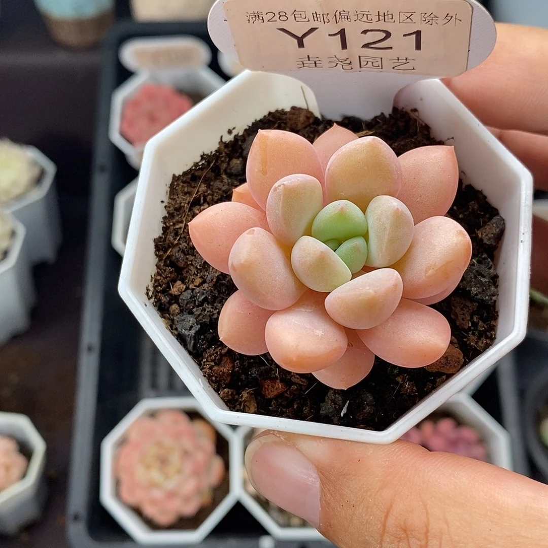 0121 花斑鹿 4cm