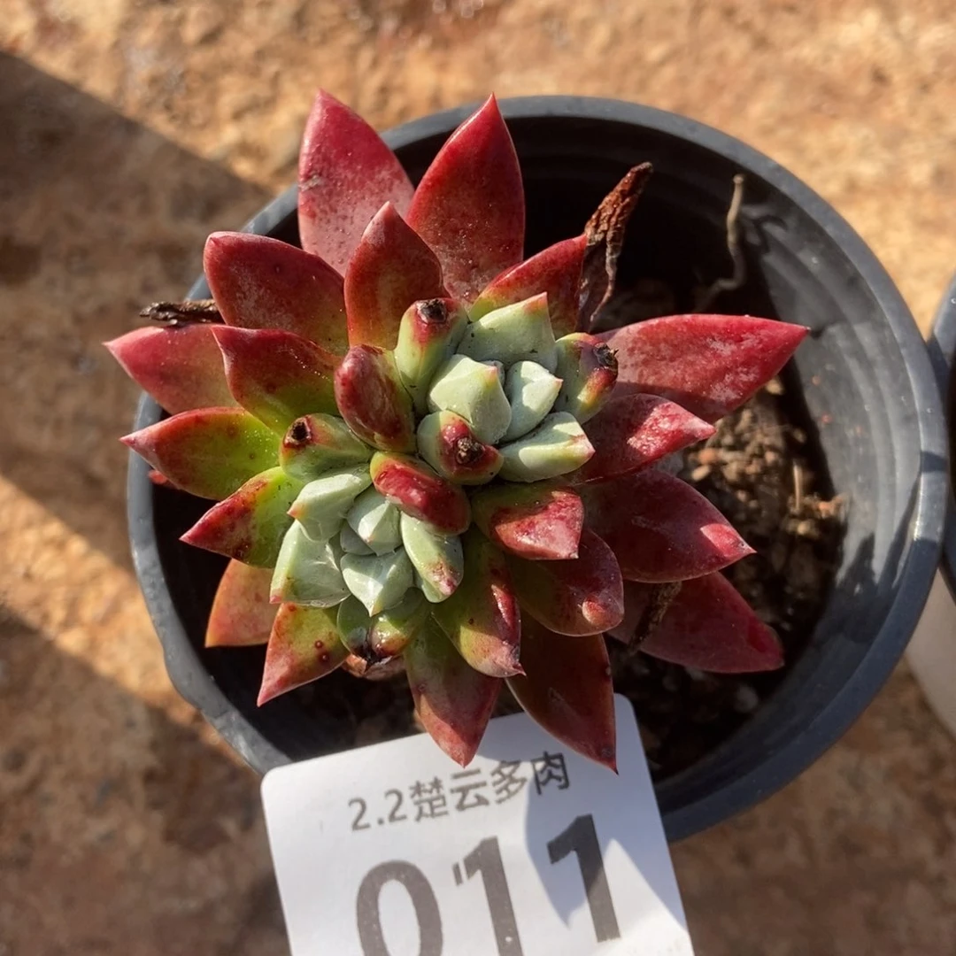 011厚叶玫瑰多肉植物