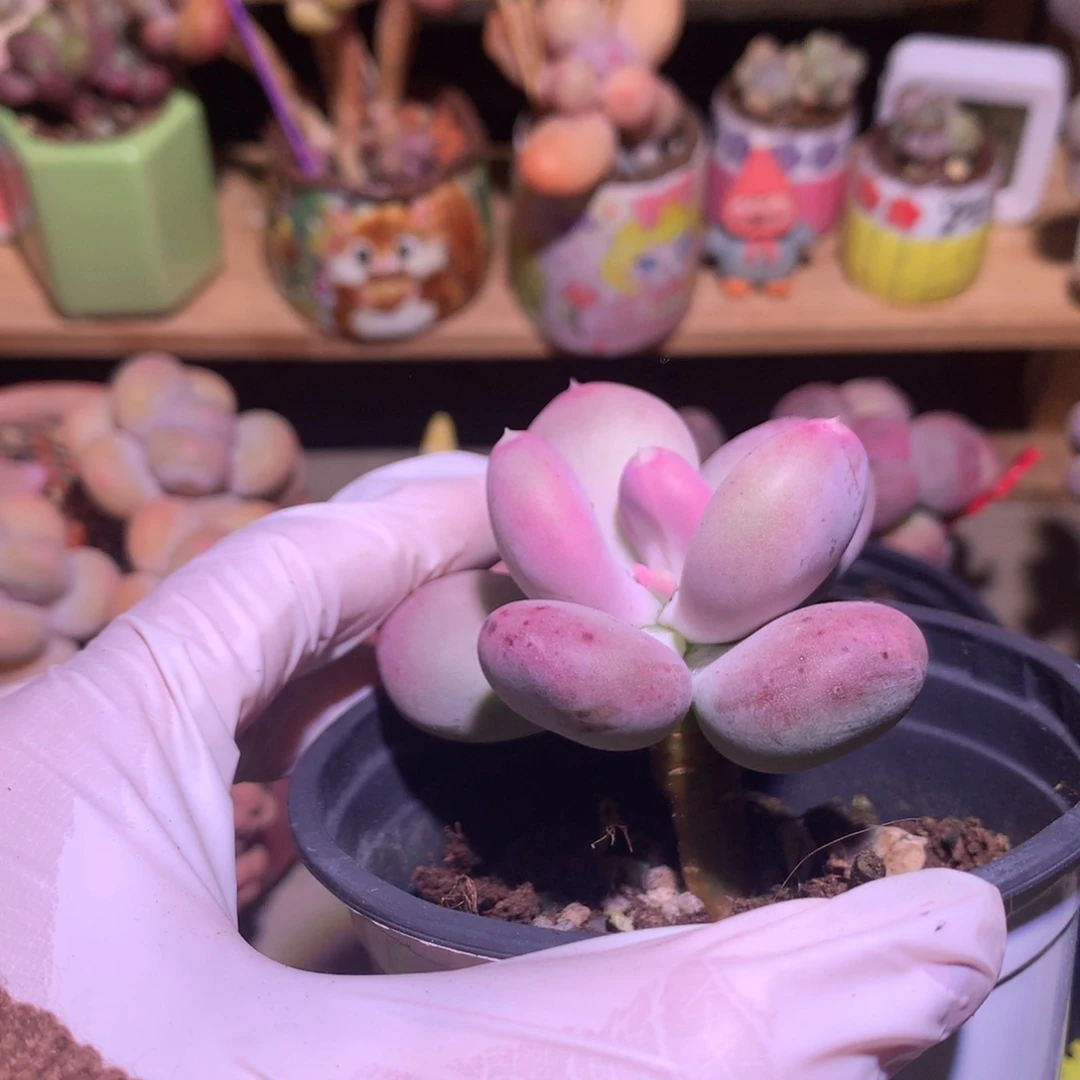 小屁桃奶酪多肉。