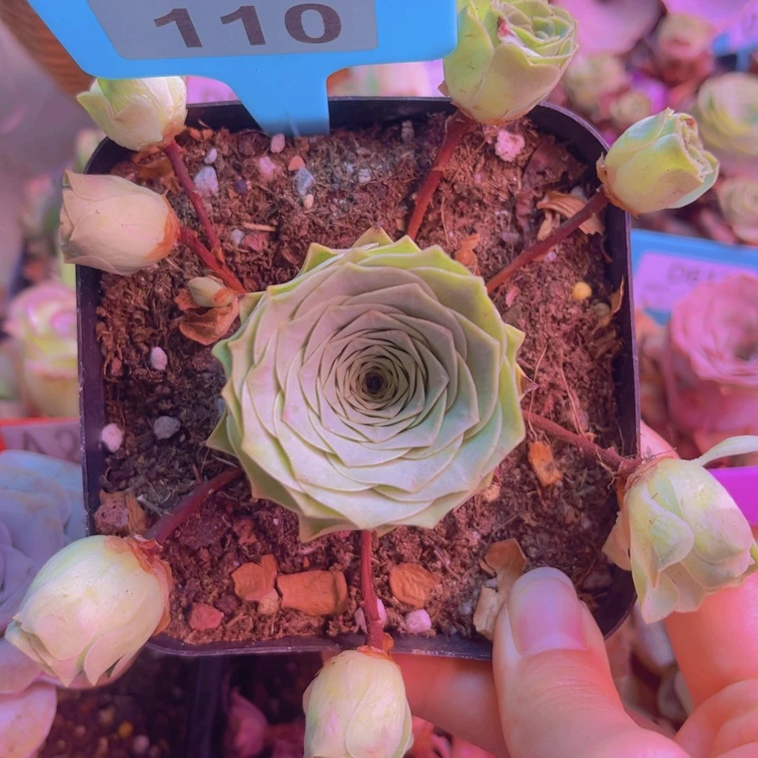 110山地玫瑰绿色