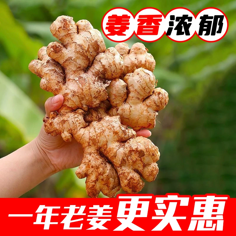 【5斤一年老姜巨划算】1贵州小黄姜生姜高山老姜土姜月子姜黄姜批发