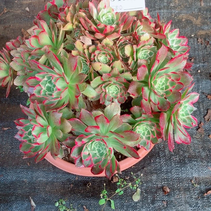 多肉植物万花桶540