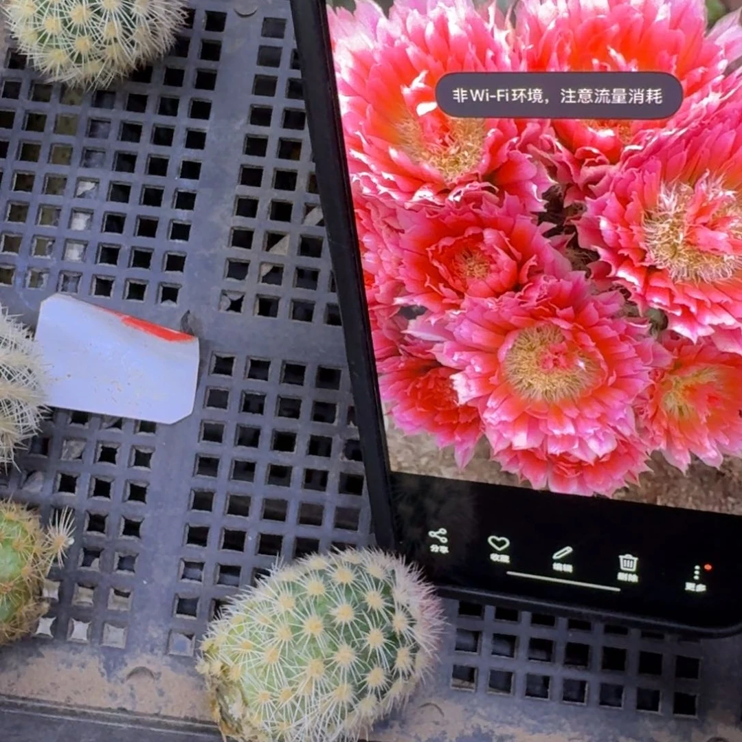 43史蒂夫歪3公分左右无根侧牙小，20包邮