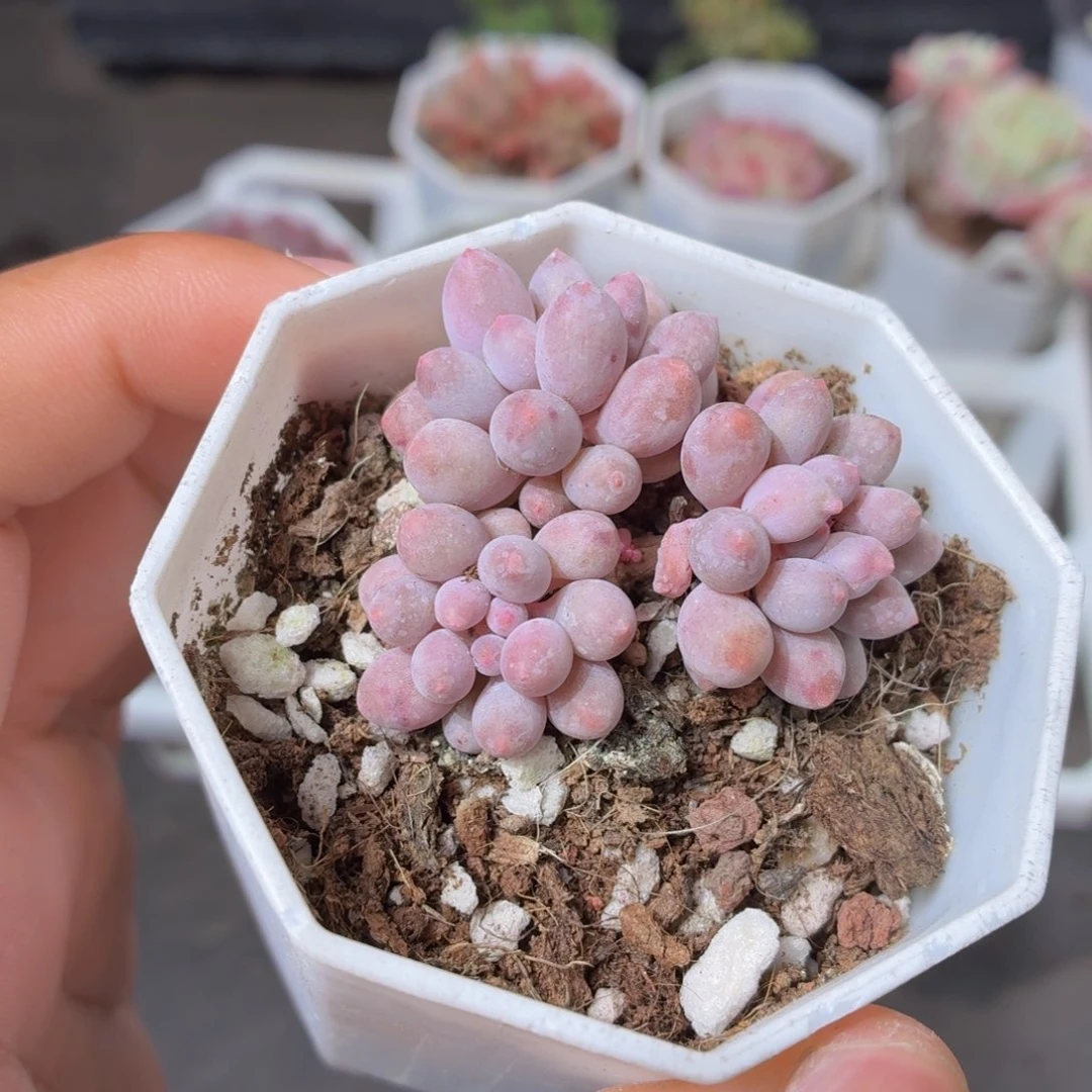 婴儿手指多肉9.9包邮发货