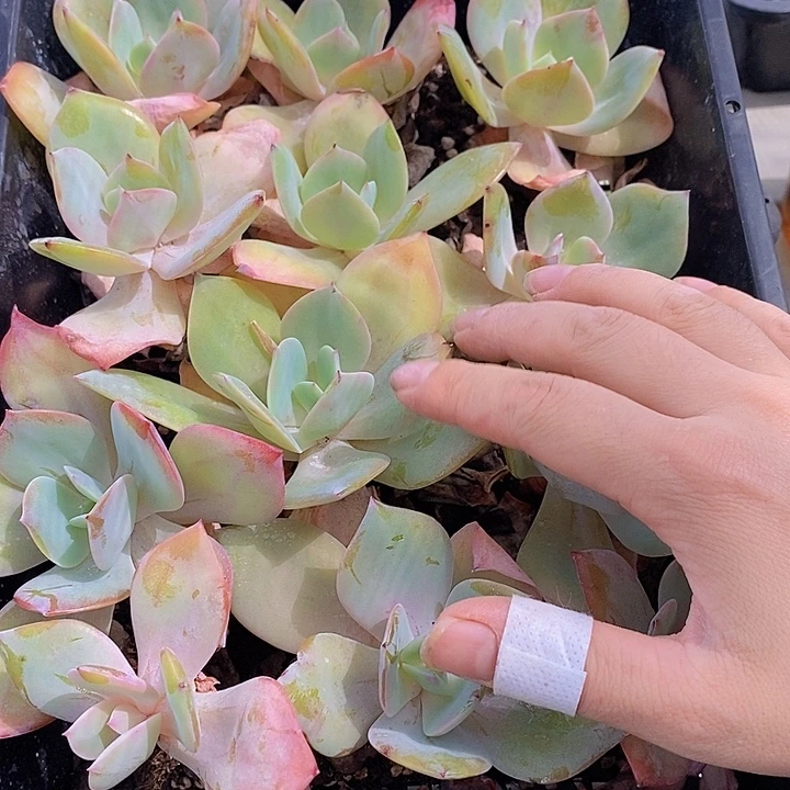80 多肉植物盆栽花卉