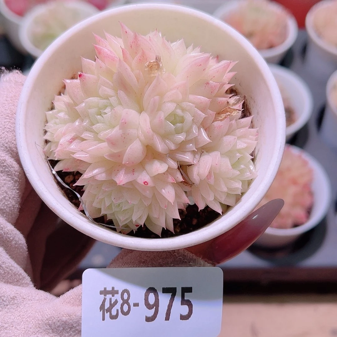 花利美8-975麦秆