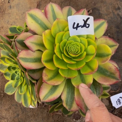 奶白多肉植物426多肉