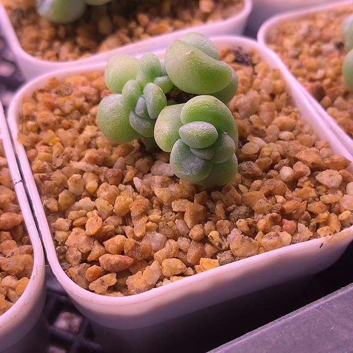 5头冰玉石化自然群 一物一拍