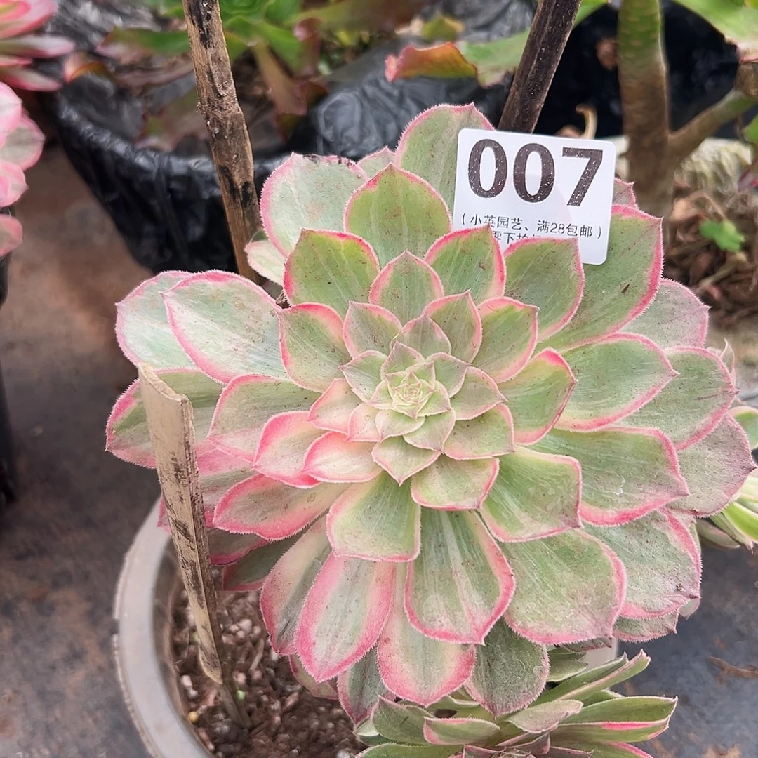 多肉植物多肉植物007