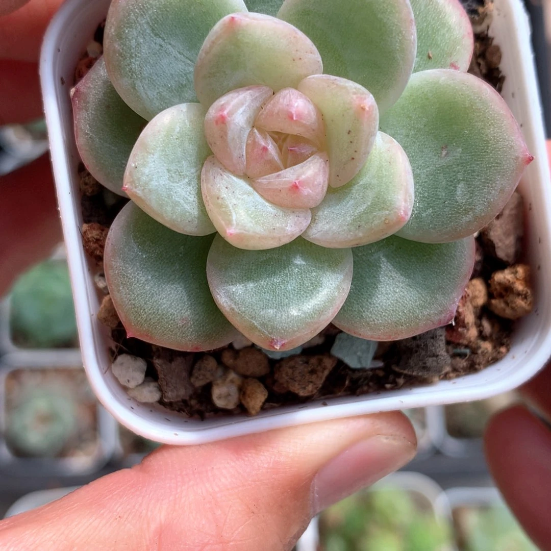 厚叶粉白心。     26号