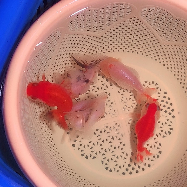 金鱼开箱视频包损2-5