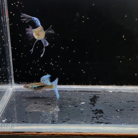 孔雀鱼兰草绣球一对